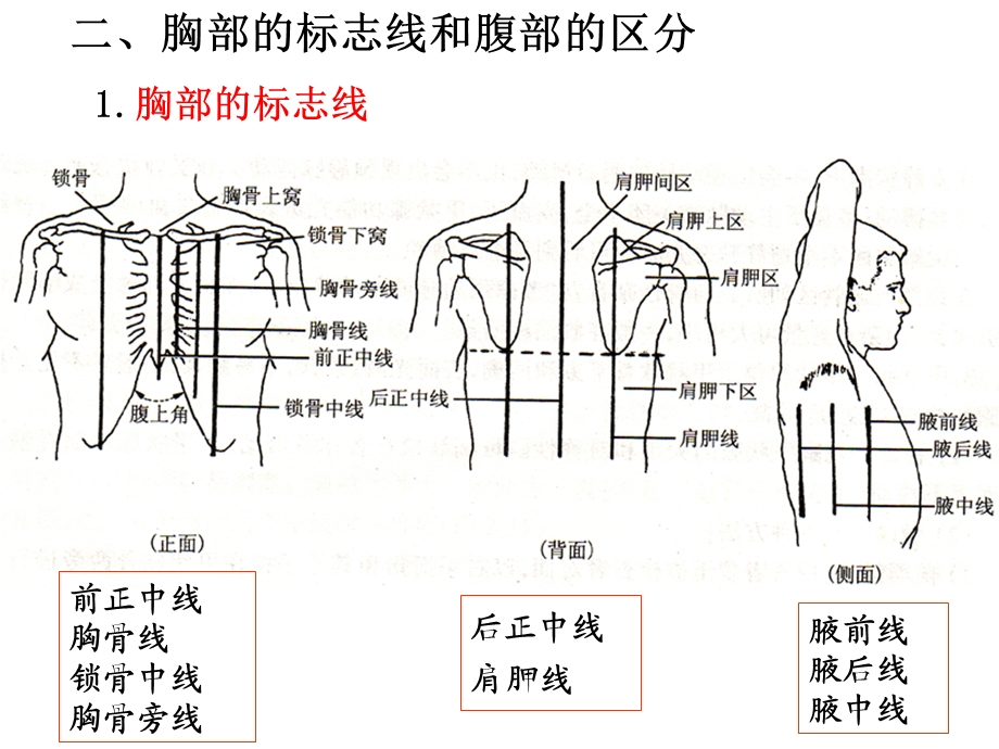 医药代表学术消化系统医学基础ppt课件.ppt_第3页