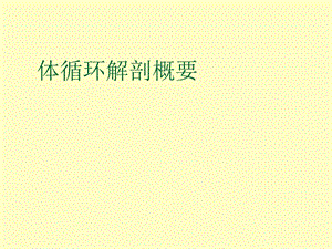 体循环的解剖.ppt