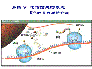 第四节遗传信息的表达RNA和蛋白质的合成.ppt