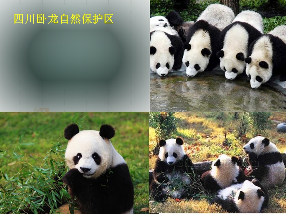 保护生物多样性的措施.ppt_第3页