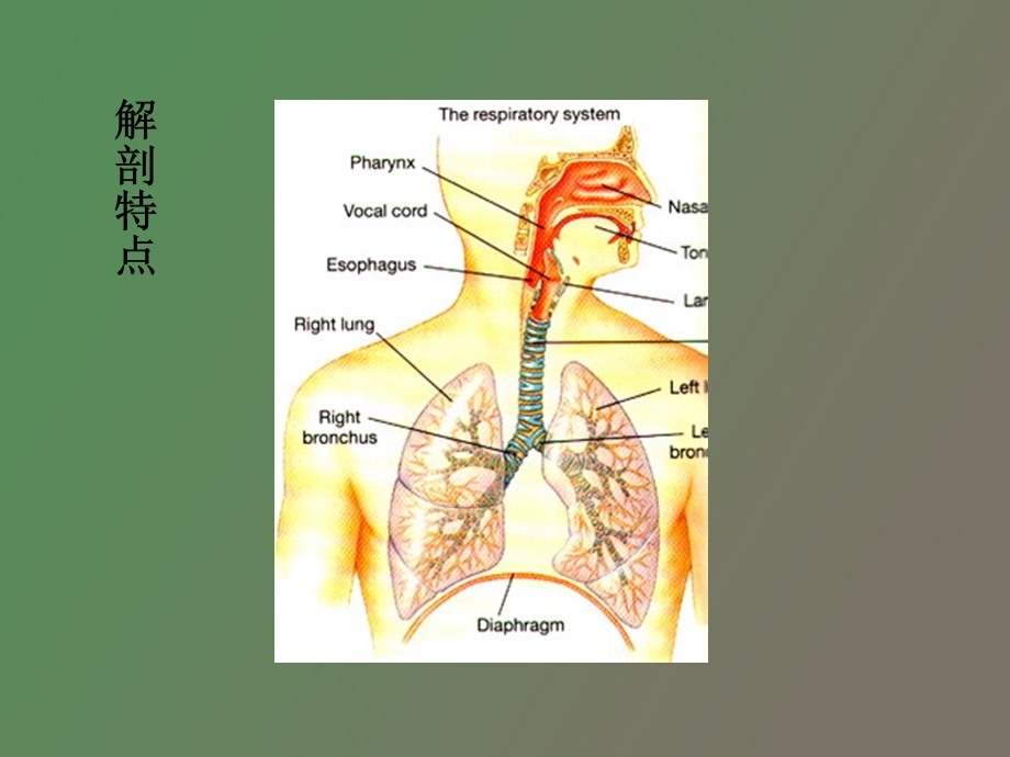 小儿呼吸系统解剖特点第一节.ppt_第3页