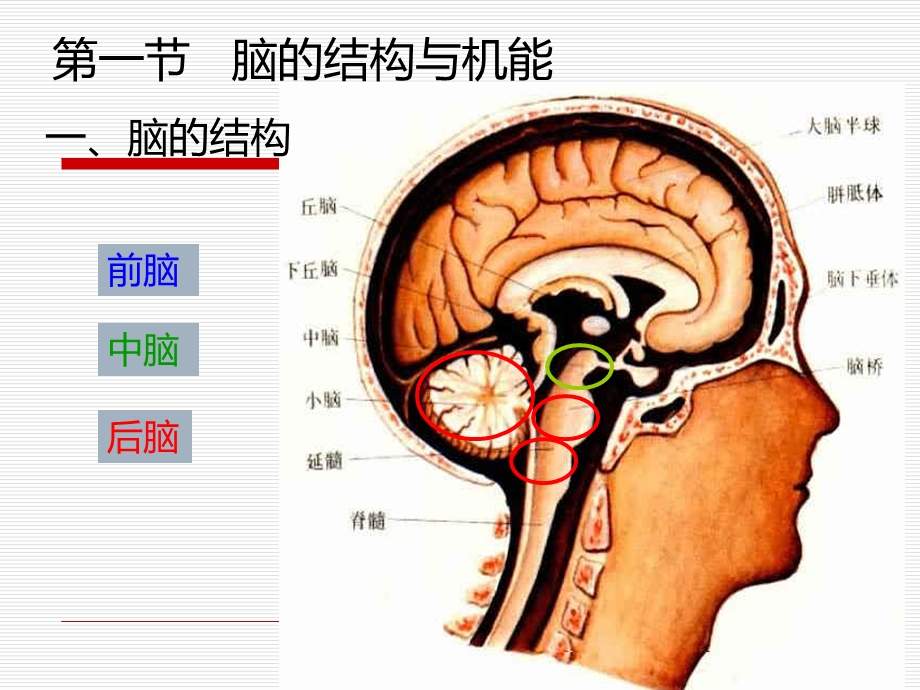 现代心理学第二章.ppt_第2页