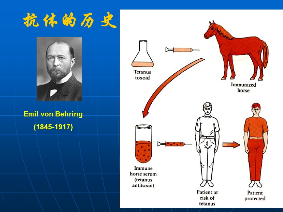 医学免疫学-免疫球蛋白.ppt_第3页