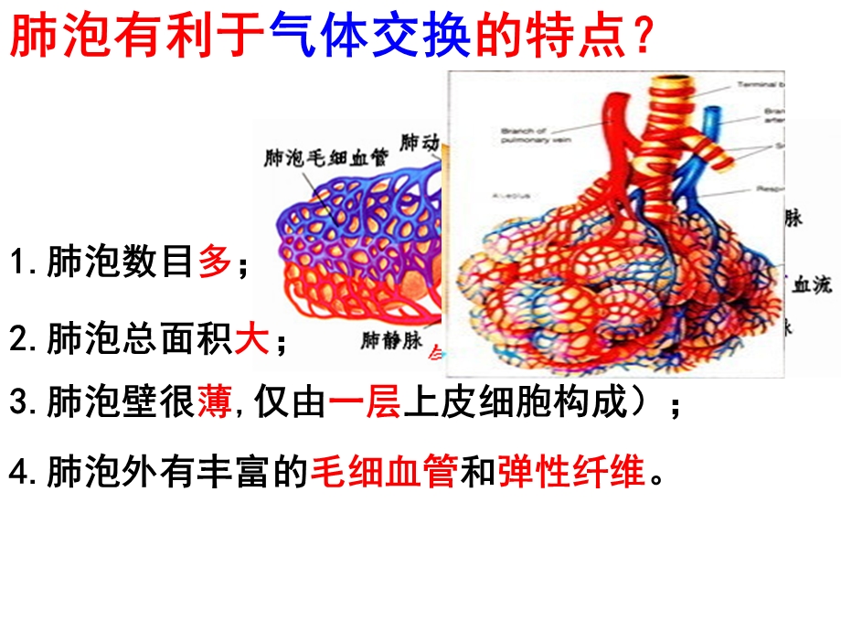 吸运动和肺通气.ppt_第2页