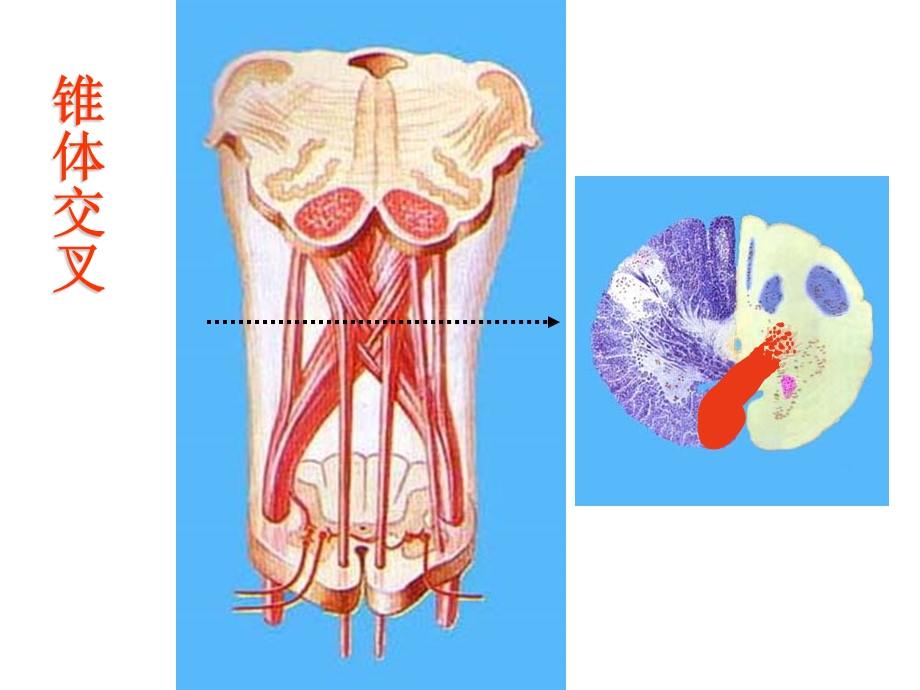 脑干横述解剖学.ppt_第2页