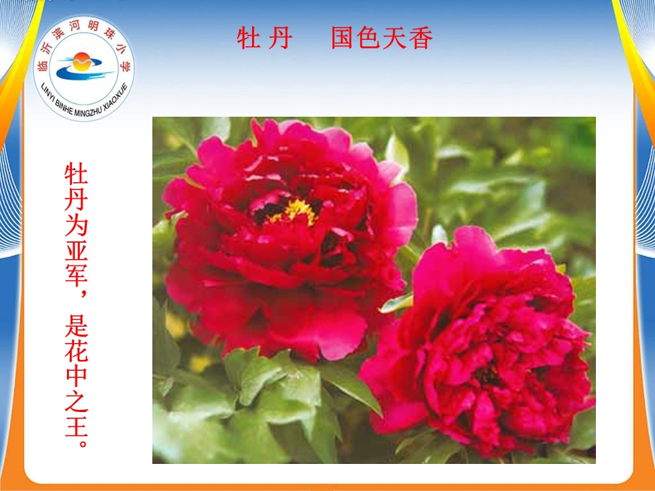 小学科学《植物的花》.ppt_第2页