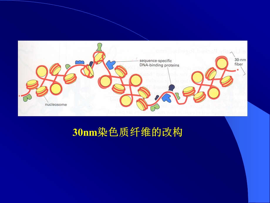 第五节染色质结构和基因转录.ppt_第2页