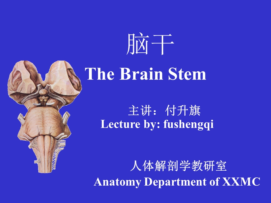 脑干 基础医学概要.ppt_第1页