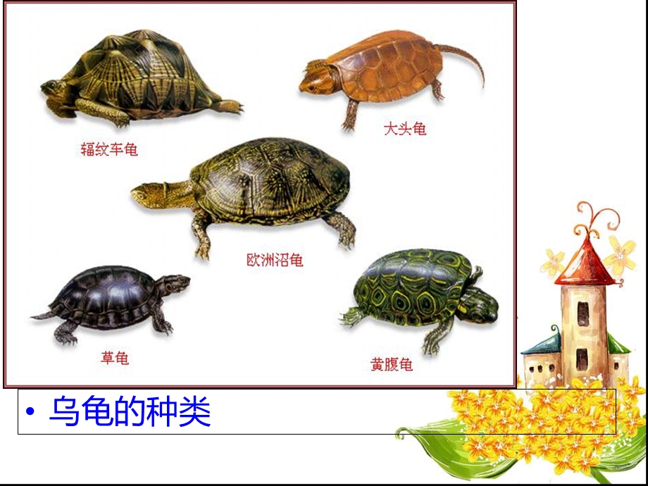 小班科学教案：认识小乌龟.ppt_第3页