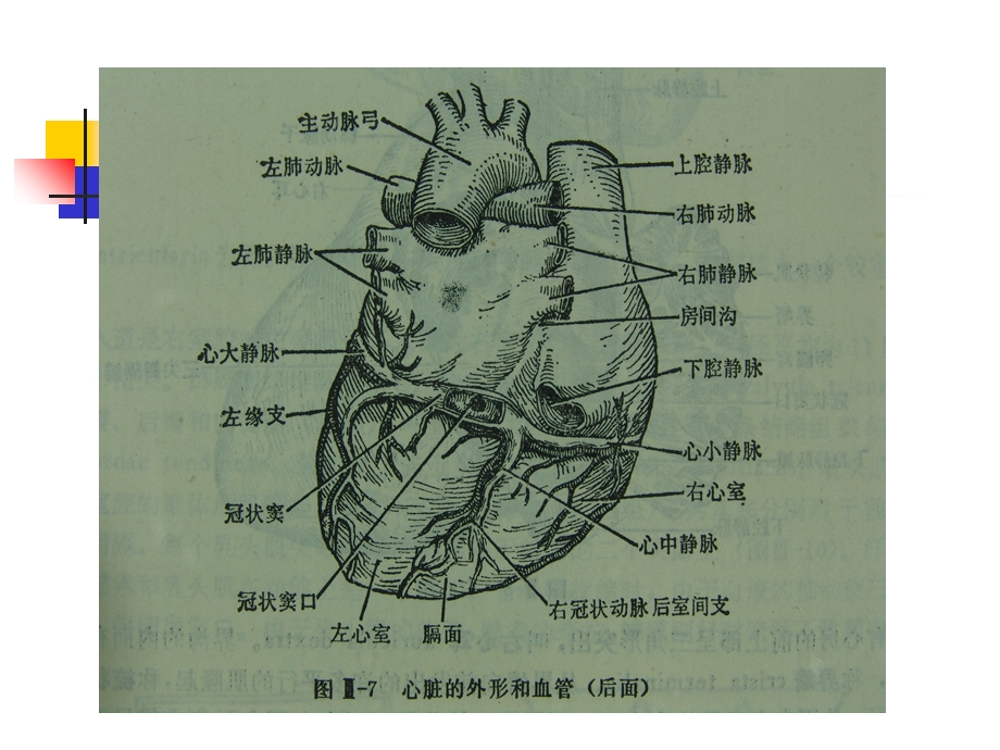 冠脉造影与X线解剖对照图.ppt_第3页