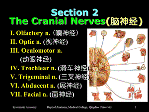 Section 2 The Cranial Nerves(脑神经).ppt