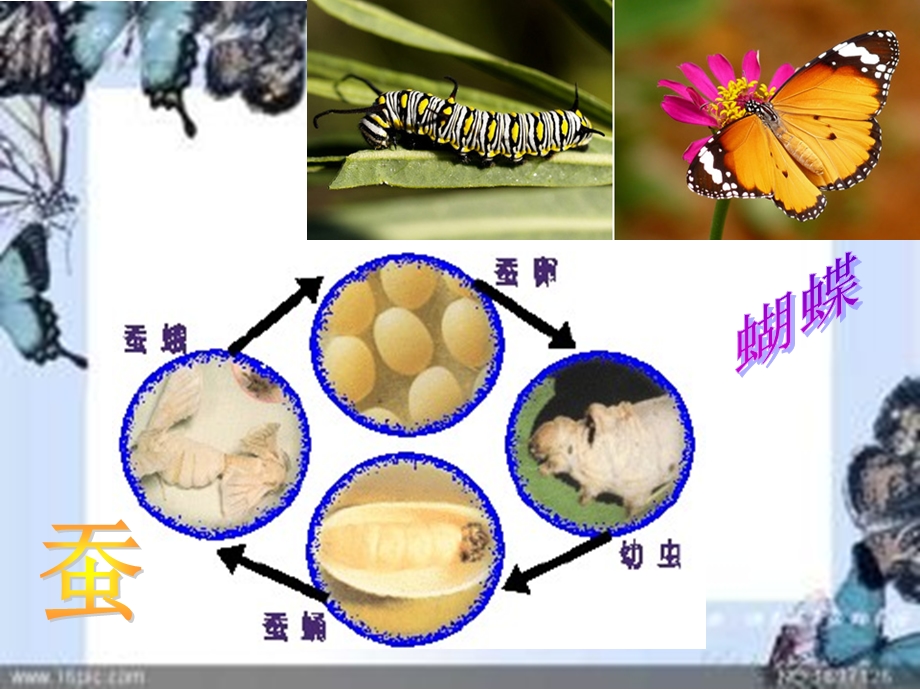 小动物的奇妙变化.ppt_第3页