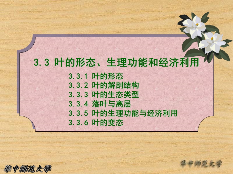 叶的形态、生理功能和经济利用.ppt_第1页