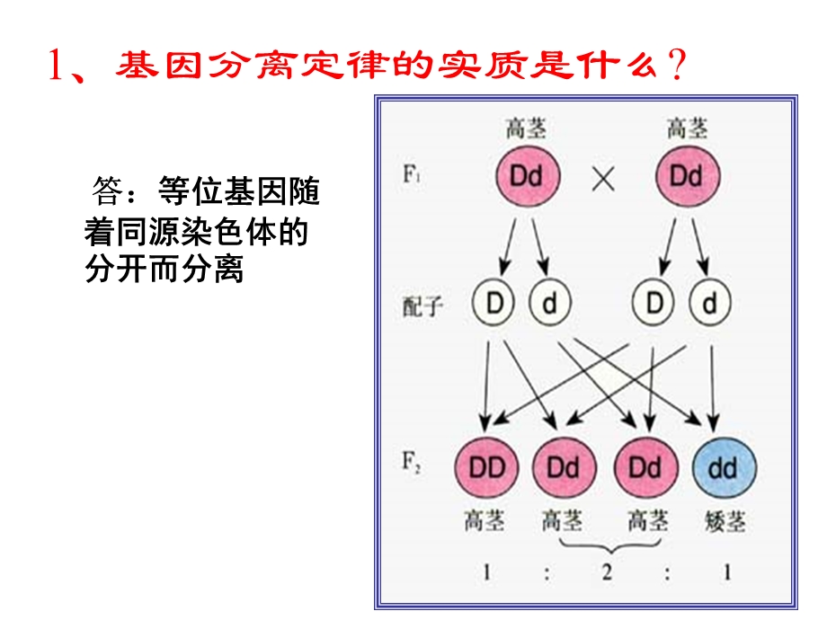 基因的自由组合定律-ppt.ppt_第2页