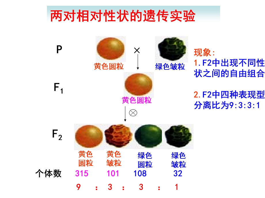 基因的自由组合定律-ppt.ppt_第3页