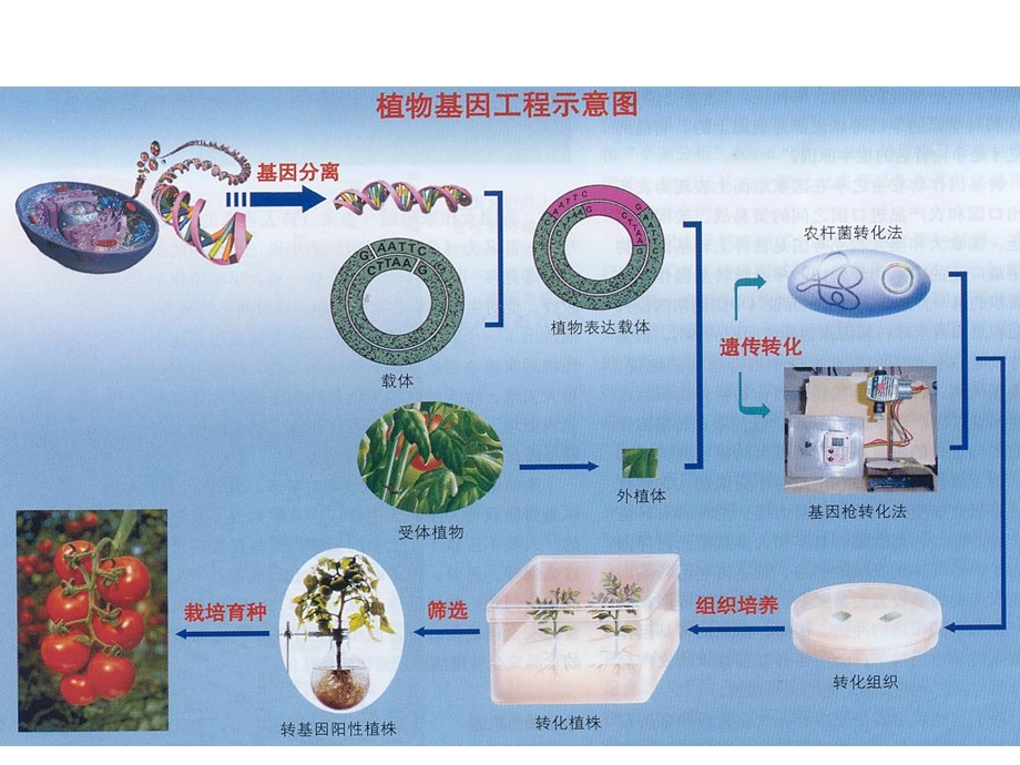 园艺植物遗传转化.ppt_第2页