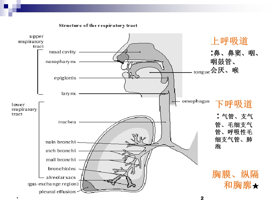 小儿呼吸道特点ppt课件.ppt_第2页