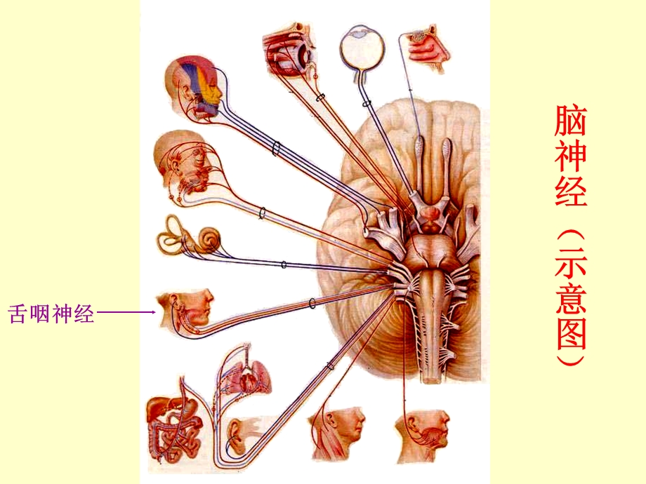 脑神经(本5)2.ppt_第2页