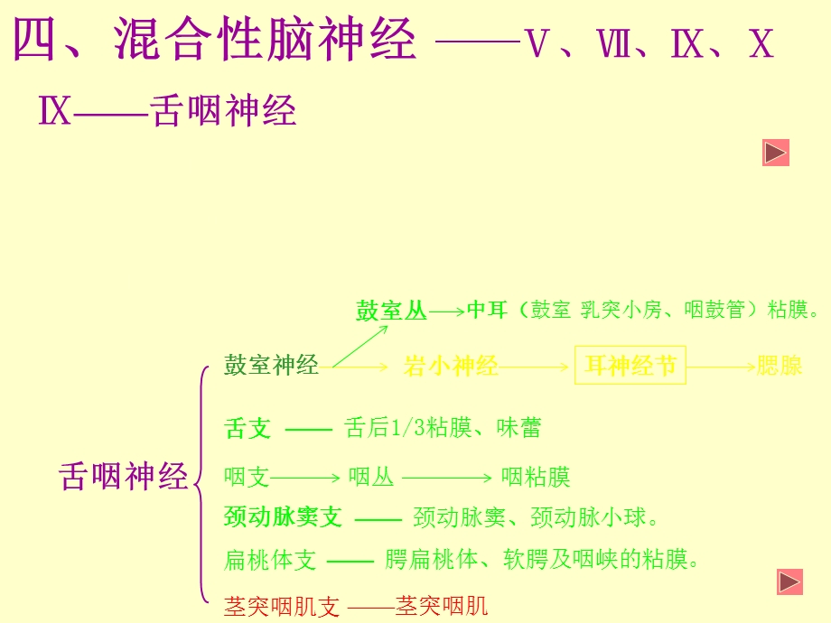 脑神经(本5)2.ppt_第3页