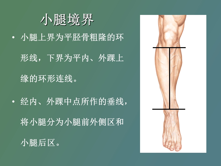 小腿前外侧区解剖及骨延长术.ppt_第3页