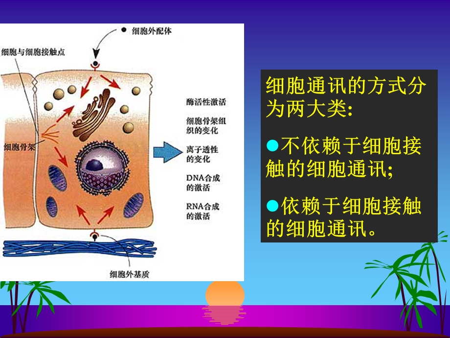 第四部分细胞通讯教学课件.ppt_第3页