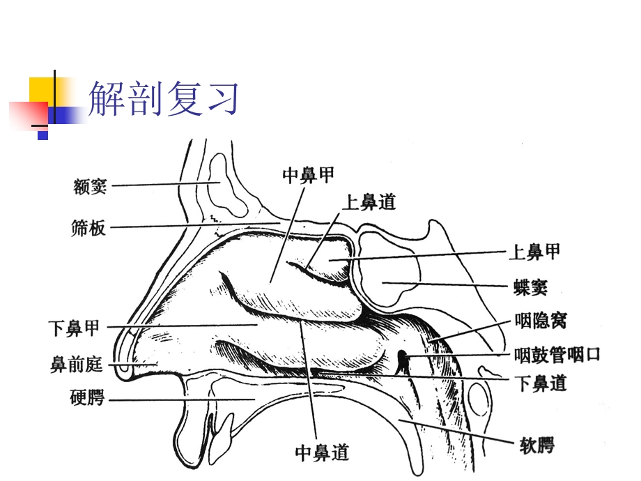 医学耳鼻咽喉疾病.ppt_第2页