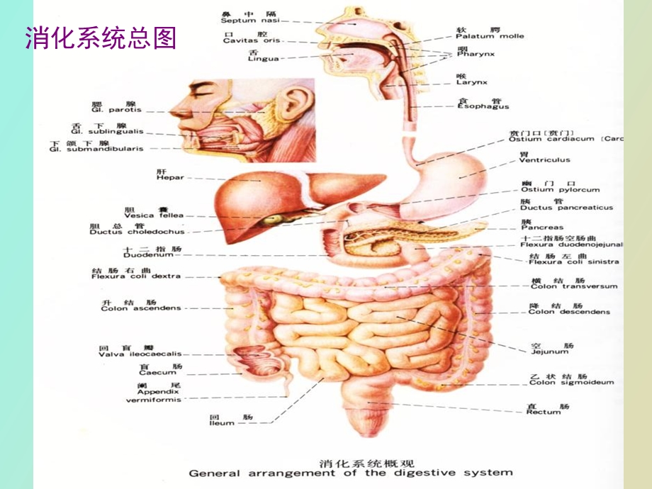 原发性肝癌本科班医学.ppt_第3页