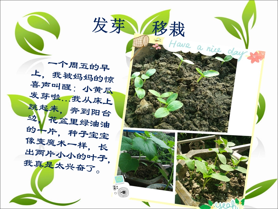 小黄瓜种植观察日记.ppt_第3页