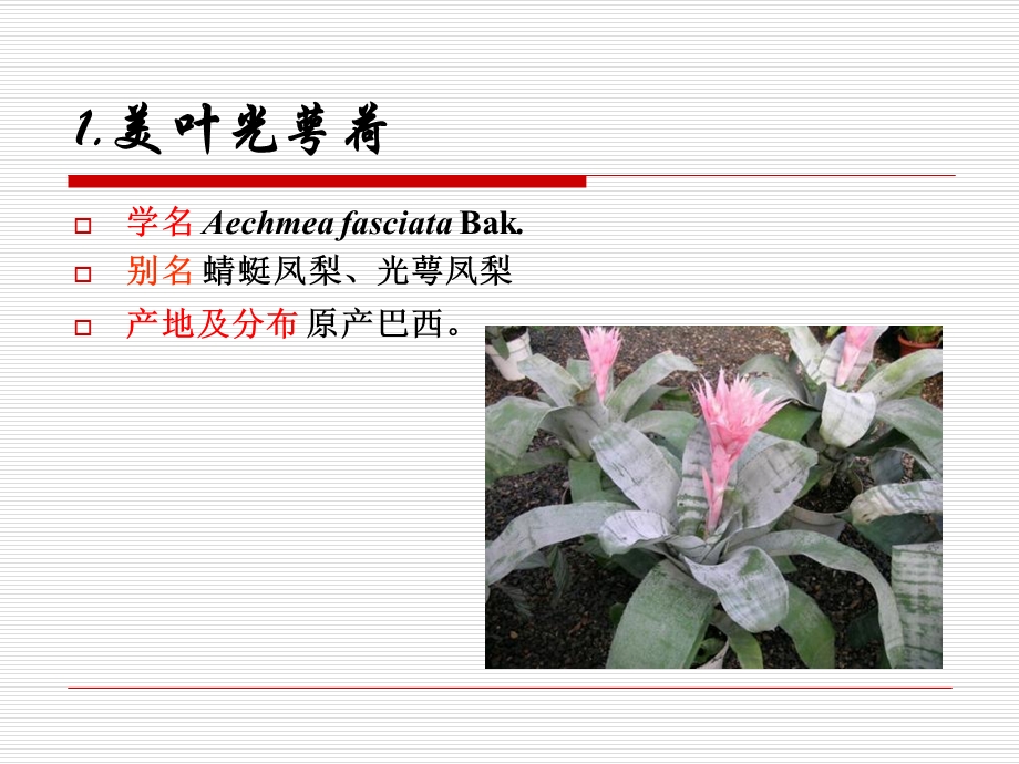 园林绿化植物(79凤梨科).ppt_第2页