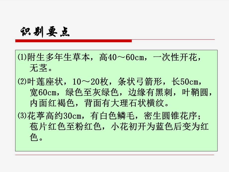 园林绿化植物(79凤梨科).ppt_第3页