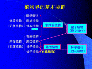 植物界的基本类群与演化-1低等植物.ppt