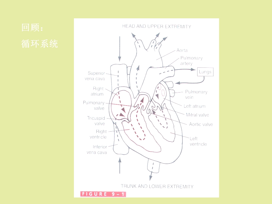 心脏泵血功能.ppt_第3页