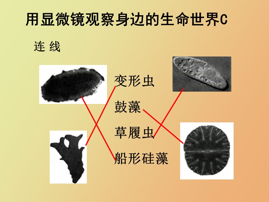 小学科学《用显微镜观察身边的生命世界》.ppt_第3页