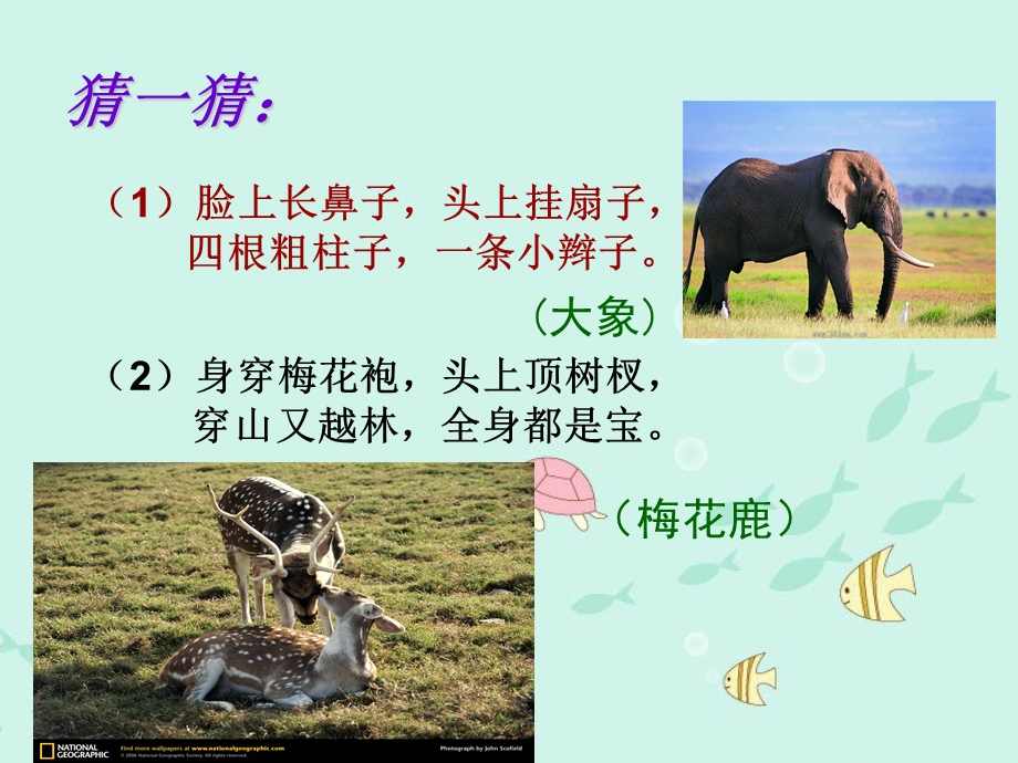 少版二年级美术《动物朋友》.ppt_第2页