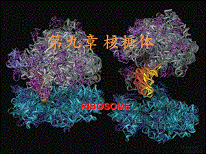 核糖体(ribosome).ppt