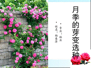 月季的芽变选种.ppt