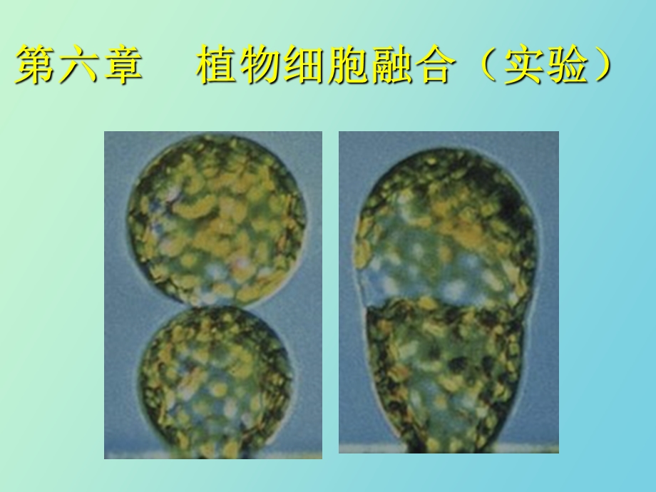 植物细胞融合实验.ppt_第1页