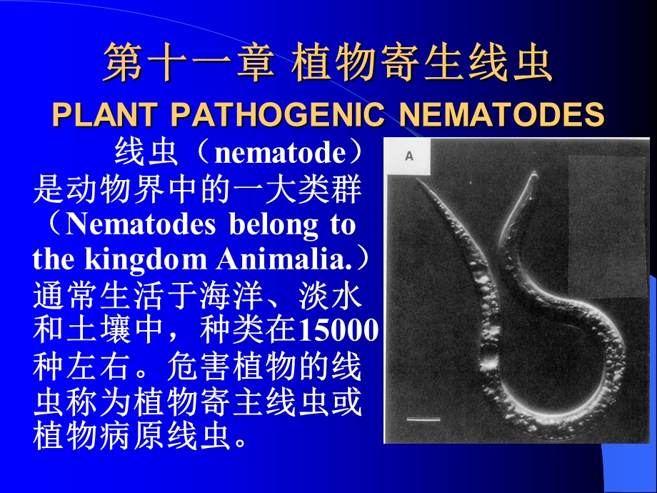 植物寄生线虫PLANTPATHOGENICNEMATODES.ppt_第1页