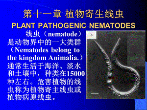 植物寄生线虫PLANTPATHOGENICNEMATODES.ppt