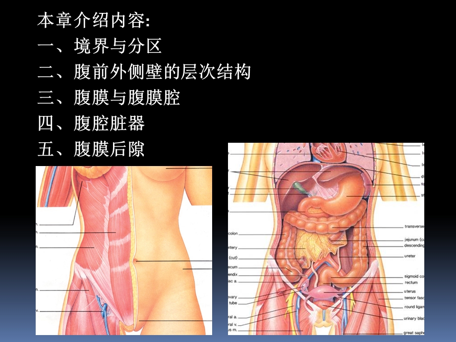 罗英瑾11 腹部.ppt_第2页