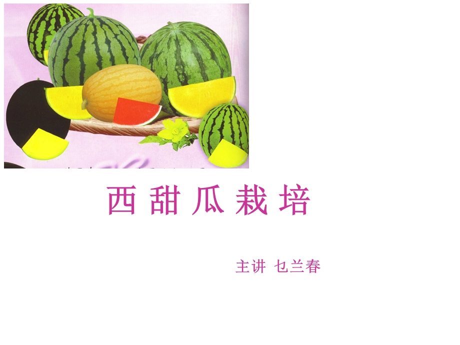 西甜瓜栽培主讲乜兰.ppt_第1页