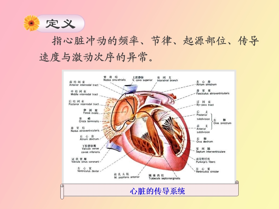 循环系统疾病病人的护理-心律失常.ppt_第2页