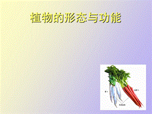 植物的形态与功能.ppt