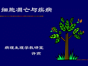 本科细胞凋亡.ppt