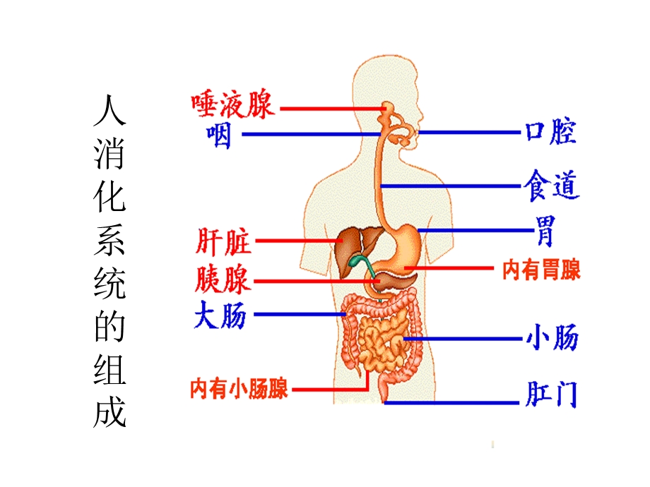 明确消化吸收的概念.ppt_第3页