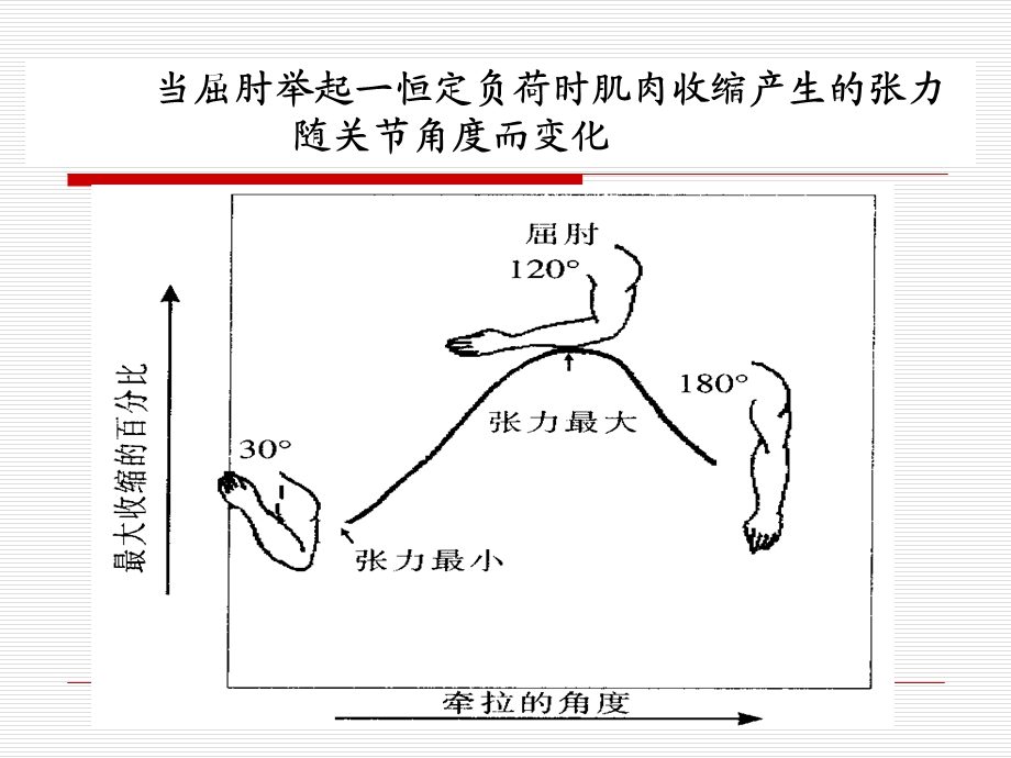 最全健身基础理论.ppt_第3页