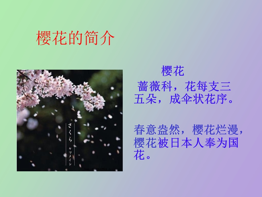 樱花知识介绍.ppt_第2页