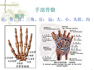 手部解剖及肌肉ppt.ppt