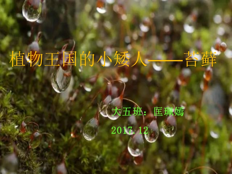 植物王国的小矮人-苔藓.ppt_第1页