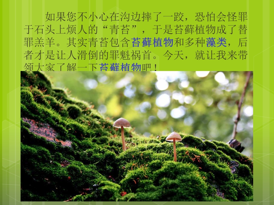 植物王国的小矮人-苔藓.ppt_第2页